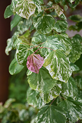 Alley Cat Redbud (Cercis canadensis 'Alley Cat') at Lakeshore Garden Centres