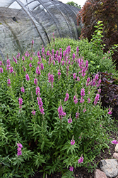 Morden's Gleam Loosestrife (Lythrum virgatum 'Morden's Gleam') at Lakeshore Garden Centres