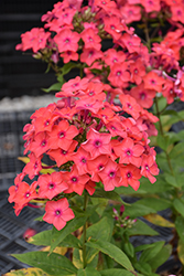 Flame Coral Garden Phlox (Phlox paniculata 'Barsixtytwo') at Peter Knippel Garden Centre