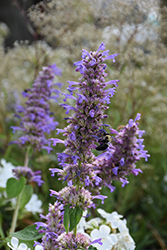 Blue Boa Hyssop (Agastache 'Blue Boa') at Peter Knippel Garden Centre