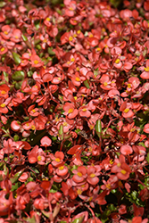 Hula Pink Bicolor Begonia (Begonia 'PAS1350209') at Lakeshore Garden Centres