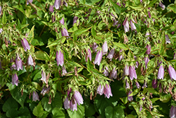 Pink Chimes Bellflower (Campanula punctata 'Pink Chimes') at Lakeshore Garden Centres