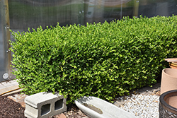 NewGen Independence Boxwood (Buxus 'SB 108') at Lakeshore Garden Centres