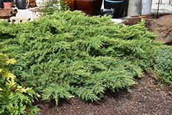 Daub's Frosted Juniper (Juniperus x media 'Daub's Frosted') at Lakeshore Garden Centres