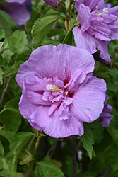 Lavender Chiffon Rose Of Sharon (Hibiscus syriacus 'Notwoodone') at Peter Knippel Garden Centre