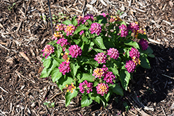 Zesty Fuchsia Zinnia (Zinnia elegans 'Zesty Fuchsia') at Lakeshore Garden Centres