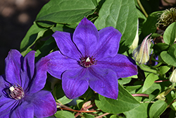 Elsa Spath Clematis (Clematis 'Elsa Spath') at Peter Knippel Garden Centre