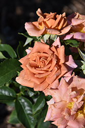 Pumpkin Patch Rose (Rosa 'Pumpkin Patch') at Lakeshore Garden Centres