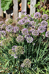 Blue Corkscrew Onion (Allium senescens 'var. glauca') at Lakeshore Garden Centres