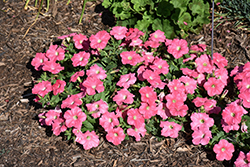Supertunia Bermuda Beach Petunia (Petunia 'Supertunia Bermuda Beach') at Lakeshore Garden Centres