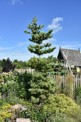 Cleary Japanese White Pine (Pinus parviflora 'Cleary') at Lakeshore Garden Centres