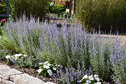 Denim 'n Lace Russian Sage (Perovskia atriplicifolia 'Denim 'n Lace') at Peter Knippel Garden Centre