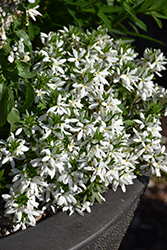 Stardiva White Fan Flower (Scaevola aemula 'Stardiva White') at Lakeshore Garden Centres