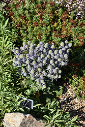 Blue Hobbit Sea Holly (Eryngium planum 'Blue Hobbit') at Peter Knippel Garden Centre