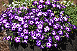Supertunia Tiara Blue Petunia (Petunia 'INPETTIABL') at Lakeshore Garden Centres