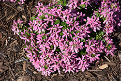 Stardiva Pink Fan Flower (Scaevola aemula 'Stardiva Pink') at Lakeshore Garden Centres