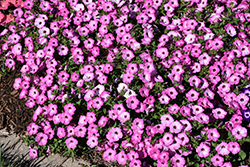 Supertunia Tiara Pink Petunia (Petunia 'PEHY0083') at Lakeshore Garden Centres