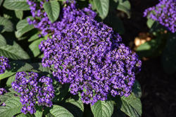 Aromagica Purple Heliotrope (Heliotropium arborescens 'INHELAROPU') at Lakeshore Garden Centres