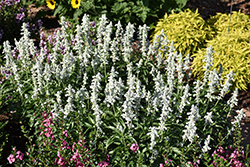 Unplugged White Salvia (Salvia 'DPWSAFUWHT') at Lakeshore Garden Centres