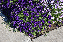 Supertunia Mini Vista Indigo Petunia (Petunia 'BBTUN93201') at Lakeshore Garden Centres