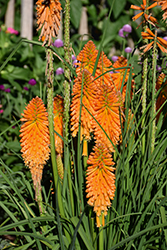 Pyromania Orange Blaze Torchlily (Kniphofia 'Orange Blaze') at Lakeshore Garden Centres