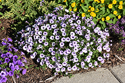 Supertunia Mini Vista Violet Star Petunia (Petunia 'USTUNJ1901') at Lakeshore Garden Centres