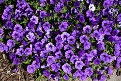 Supertunia Mini Vista Ultramarine Petunia (Petunia 'WNPETMVUM24') at Lakeshore Garden Centres