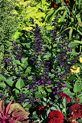 Rockin' Deep Purple Sage (Salvia 'BBSAL09001') at Lakeshore Garden Centres