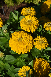 Dreamland Yellow Zinnia (Zinnia 'Dreamland Yellow') at Lakeshore Garden Centres