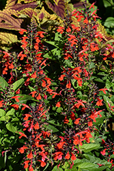 Forest Fire Sage (Salvia coccinea 'Forest Fire') at Lakeshore Garden Centres