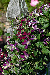 New Love Bush Clematis (Clematis 'New Love') at Lakeshore Garden Centres