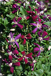 New Love Bush Clematis (Clematis 'New Love') at Lakeshore Garden Centres