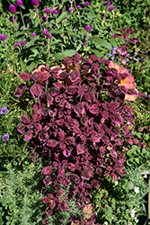 Trailing Plum Brocade Coleus (Solenostemon scutellarioides 'Trailing Plum Brocade') at Lakeshore Garden Centres