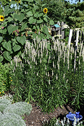 Flamingo Feather Celosia (Celosia spicata 'Flamingo Feather') at Lakeshore Garden Centres