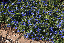 Blue My Mind XL Morning Glory (Evolvulus 'RMEVO28301') at Lakeshore Garden Centres