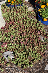 Dragon's Blood Stonecrop (Sedum spurium) at Peter Knippel Garden Centre