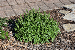 Greek Oregano (Origanum vulgare ssp. hirtum) at Lakeshore Garden Centres