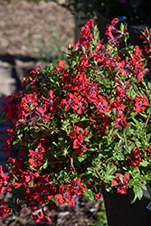 Totally Tempted Watermelon Wine Cuphea (Cuphea procumbens 'Watermelon Wine') at Lakeshore Garden Centres