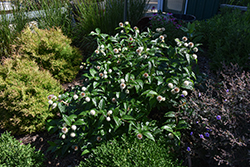 Sugar Shack Button Bush (Cephalanthus occidentalis 'SMCOSS') at Peter Knippel Garden Centre