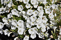 Supertunia Mini Vista White Petunia (Petunia 'USTUN87002') at Lakeshore Garden Centres
