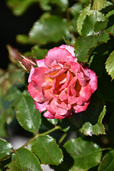 Sunblaze Peach Rose (Rosa 'Meizonbla') at Lakeshore Garden Centres