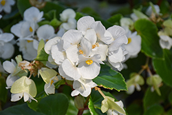 Megawatt White Green Leaf Begonia (Begonia 'PAS1472507') at Lakeshore Garden Centres