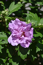 Ardens Rose of Sharon (Hibiscus syriacus 'Ardens') at Peter Knippel Garden Centre