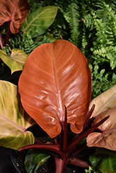 McColley's Finale Philodendron (Philodendron 'McColley's Finale') at Golden Acre Home & Garden
