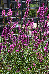 Morden's Gleam Loosestrife (Lythrum virgatum 'Morden's Gleam') at Lakeshore Garden Centres