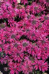 Leading Lady Razzberry Beebalm (Monarda 'Leading Lady Razzberry') at Peter Knippel Garden Centre