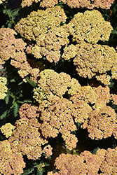 Firefly Peach Sky Yarrow (Achillea 'Firefly Peach Sky') at Peter Knippel Garden Centre