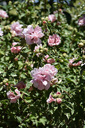 Sugar Tip Rose of Sharon (Hibiscus syriacus 'America Irene Scott') at Peter Knippel Garden Centre