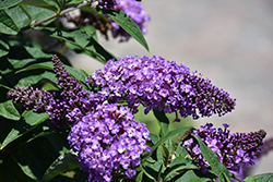 Pugster Periwinkle Butterfly Bush (Buddleia 'SMNBDO') at Lakeshore Garden Centres