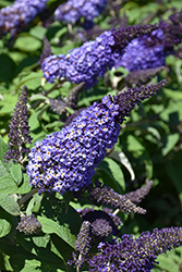 Pugster Blue Butterfly Bush (Buddleia 'SMNBDBT') at Peter Knippel Garden Centre